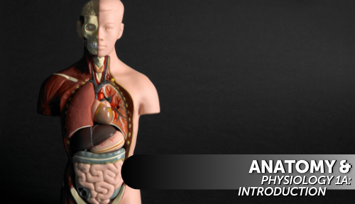 Anatomy & Physiology 1a: Introduction